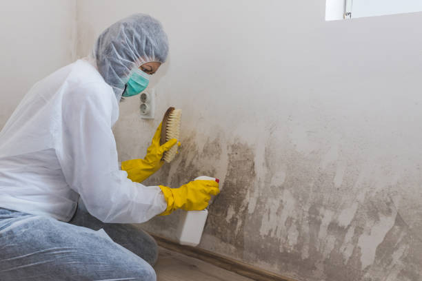 Best Commercial Mold Removal  in Old Westbury, NY